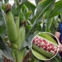 ราคา 10 เมล็ด Bi-color Waxy Corn Seeds เมล็ดพันธุ์ข้าวโพด สองสี เมล็ดข้าวโพดข้าวเหนียว บรรจุ เมล็ดข้าวโพด F1 เมล็ดพันธุ์ผัก (51454581285)
