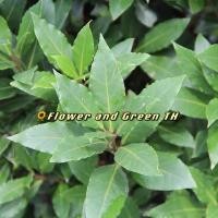 ราคา ต้นพันธ์ุ เบย์ลีฟ (Bay Leaf) ต้นใหญ่มาก คุ้ม ต้นใบกระวาน ใบกระวานฝรั่ง ต้นใบกระวานฝรั่ง ต้นนำเข้าจากยุโรป แท้ 100% (8556474727)