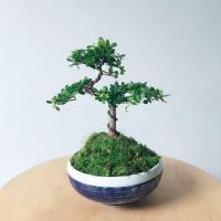 ราคา 10 เมล็ด เมล็ดหูกระจง หูกระจง (Terminalia ivorensis) ต้นหูกระจง ไม้บอนไซ (10616813045)