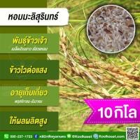 ราคา เมล็ดพันธุ์​ข้าว ข้าวเจ้า หอมมะลิสุรินทร์ หอมสุรินทร์ นาปี ไวแสง หอมนุ่ม แท้จากสุรินทร์ 10 กก. คูลเกษตร ไรซ์ KR59 (19987522893)