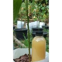 ราคา จุลินทรีย์หน่อกล้วย จุลินทรีย์หัวเชื้อเข้มข้น จุลินทรีย์ชีวภาพ ส่งตรงจากสวน เร่งการเจริญเติบโตของพืชผักผลไม้ (25606939652)