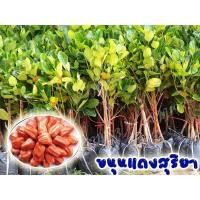 ราคา ขนุนแดงสุริยา 4 ต้น ต้นพันธุ์ทาบกิ่ง พร้อมส่ง (5651024698)