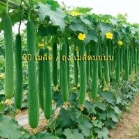 ราคา 20เมล็ด/ซอง Long Luffa Seeds เมล็ดพันธุ์ บวบหอมยาว Long Loofah Sponge Gourd Patola Seeds for Planting Vegetable Plant (54001621495)