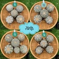 ราคา ยกถาดแอสโตร ไม้เมล็ด กระบองเพชร แคคตัส cactus ยิมโน แอสโตรด่าง แอสโตรเว้า ราคาถูก (24306078380)