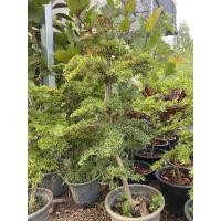 ราคา ต้นหูกระจงแคระ สูง 70 cm. (7488676901)