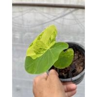 ราคา บอนด่าง บอนนาญี่ปุ่นด่าง Colocasia esculenta yellow splash บอนนาด่าง บอนนาญี่ปุ่นด่าง (14949708556)