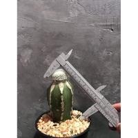 ราคา แมมมิลลาเลีย เลนต้า Mammillaria Lenta (4968515717)