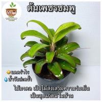 ราคา ต้นเพชรชมพู จัดส่ง 2 ต้นขึ้นไป คละแบบได้ ต้นไม้มงคลจิ๋ว (11126359344)