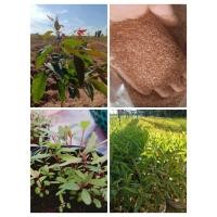 ราคา ต้นกล้ายูคาลิปตัสไม้เศรษฐกิจ ปลูกง่ายโตเร็ว ทนแล้ง( เหมาะกับการนำไปแยกลงถุงเพาะ เป็นรูปภาพประกอบ )ชุด 200 ต้น 289 บาท (45203175299)