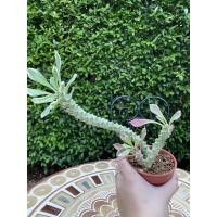 ราคา ต้นพญานาคราชไม้มงคล. (7425673084)