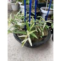 ราคา ผักบุ้งไทยด่าง Ipomoea aquatica Variegated (11828773880)