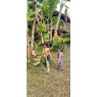 ราคา กล้วยปลูกแบบอินทรีย์กล้วยหอม/กล้วยนางพญา/กล้วยน้ำหว้า (21370274326)
