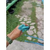 ราคา ไม้ล่อปลากัดแบบมหาชัยสีเขียว (28875052887)