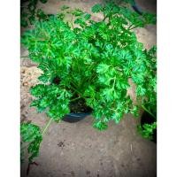 ราคา Parsley พาสเลย์ใบหยิก Curled Parsley สมุนไพรฝรั่ง ผักสวนครัวประจำบ้าน (26216878168)