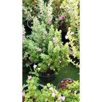 ราคา ต้นนีออนมีความหมายที่หลากหลายทั้งในเชิงสัญลักษณ์และความเชื่อ โดยทั่วไปแล้วต้นนีออนเป็นสัญลักษณ์ของความหวังแสงสว่าง11นิ้ว (41665514468)