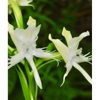 ราคา นางอั้วตีนกบส่งเป็นหัวชุด2หัวฤดูฝนส่งเป็นต้น (27781139667)