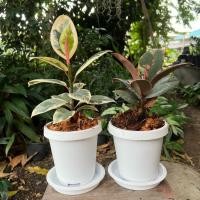 ราคา ต้นยางอินเดียด่างขาว ด่างชมพู (8264484051)