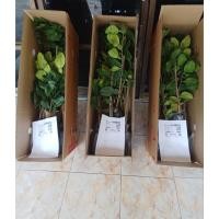 ราคา กิ่งตอนส้มโอทับทิมสยาม (41556550014)