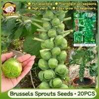 ราคา 20 เมล็ด เมล็ดพันธุ์ กะหล่ำดาว Brussels Sprouts Seeds บอนไซ เมล็ดพันธุ์พืช เมล็ดผักสวนครัว เมล็ดพันธุ์ผัก เมล็ดผัก (49454736116)