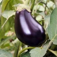 ราคา 50 เมล็ด มะเขือ สายพันธุ์แท้ NON-GMO เมล็ดผัก ปลอดสาร Eggplant Seeds มะเขือม่วงยักษ์ (43322880142)