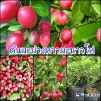 ราคา ต้นมะม่วงหาวมะนาวโห่ เป็นผลไม้ที่มีสรรพคุณสูงมาก ต้นพันธุ์สูง 40-50 ซม. ปลูกเพียง 3-6 เดือนติดผล (11306897710)