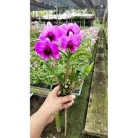 ราคา กล้วยไม้ป่าหวายแคระมีดอกทุกต่น (18640870105)