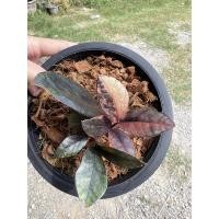 ราคา กวักมรกตดำด่างชมพู♥️♥️ (16881230264)