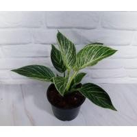 ราคา เบอร์กิ้น (Philodendron Birkin) (13208560807)