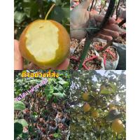 ราคา (1ต้น) ต้น ลูกแพร์แดง แพรแดง pear red สาลี่หอม เสียบยอด อายุ 2ปี / ศรัญลักษณ์ (25207076168)
