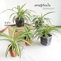 ราคา ต้นเศรษฐีเรือนใน (Spider Plant , Airplane Plant) ไม้ประดับ ไม้มงคล ไม้ฟอกอากาศ (5663523213)