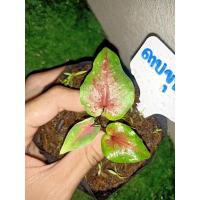 ราคา บอนสีดาบขุนแผน บอนโบราณหายาก ไม้รุ่นเก่า (13823747570)