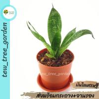 ราคา ต้นลิ้นมังกรแคะ ส่งพร้อมกระถางสีอิฐ 3 นิ้ว พร้อมจานรอง ต้นไม้ฟอกอากาศ ประดับโต๊ะทำงาน ฟอกอากาศในห้องนอน มินิมอล (20036080717)