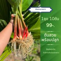 ราคา ต้นพันธุ์กระชายขาว ต้นกระชาย กระชายขาว ต้นกระชาย 10 ต้น พร้อมส่ง (27162691408)