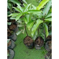 ราคา #ต้นมะม่วงอกร่อง#เสียบยอด (56701029476)