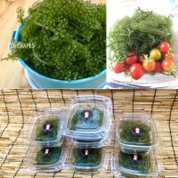 ราคา สาหร่ายพวงองุ่น ~ 500 กรัม =>>ทักแชทร้านค้าก่อนเพื่อความสดใหม่นะคะ. **ส่งแบบems เท่านั้นนะคะ** (182861785)