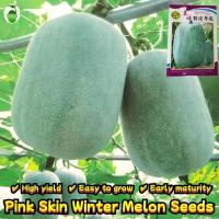 ราคา ปลูกง่าย 30เมล็ด/ซอง เมล็ดพันธุ์ฟักหอม Giant Pink Skin Winter Melon Seeds Wax Gourd Seed เมล็ดพันธุ์ฟักหอมหรือฟักป้อม (27982674528)