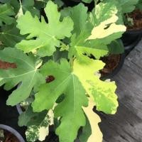 ราคา 1 ต้นมะเดื่อฝรั่ง มะเดื่อ/มะเดื่อฝรั่ง (Fig) พันธุ์ jolly tiger กระถาง 6 นิ้ว ลำต้นสูง 20-30 ซม (8203317767)