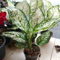 ราคา #อัญมณ๊เงิน#มณีเงิน#ต้นไม้มงคล#ต้นไม้มหาเสน่ห์#ต้นไม้โชคลาภ#ต้นไม้พารวย##ต้นไม้เสริมดวง#ต้นไม้เรียกทรัพย์ (6441901297)