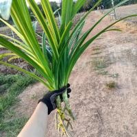 ราคา ชุด 5 ต้น ต้นเตย เตยหอม ใบเตย พร้อมปลูก (6269198089)