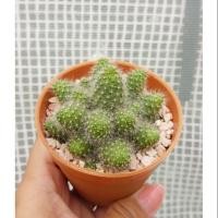 ราคา Rebutua albiflora แคคตัส รีบูเทีย สวยๆ (2451459949)