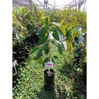 ราคา ต้นทุเรียนแดงอินโด ทุเรียนสีแดง ใบหนาเขียว ต้นเเข็งเเรงสมบูรณ์ (16081645045)