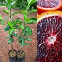 ราคา ต้นส้มเลือดพันธุ์โมโร่/ส้มสีเลือดเสียบยอด/เนื้อแดงน้ำสีแดงคล้ายเลือด รสหวาน (22259107075)