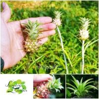 ราคา ต้นสับปะรดจิ๋ว ต้นตัดสด สับปะรดสี แดด 100 กลางแดด ไม้กระถาง ไม้ใบ (10115168477)