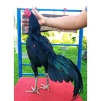 ราคา ไข่เชื้อ ไก่ชนเหล่าป่าก๋อยพัฒนา (ก๋อย75% + ตราดง่อน 25%) (ชุด 1 ฟอง/5 ฟอง) (19370753468)