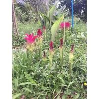 ราคา ต้นกล้าดอกกระเจียวพร้อมปลูกลงดินต้นละ40 (8678486748)