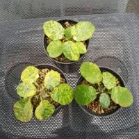 ราคา มะพร้าวทะเลทราย ด่างใบกลม (เมล็ด) (7608078945)