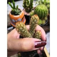 ราคา mammillaria elongata แมมนิ้วทอง กระบองเพชร แคคตัส ทนแดด หนามสวย สีทองสวยงามทนฝน 1ต้น/ออเดอร์ (6534938781)
