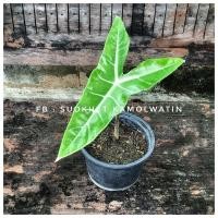 ราคา ต้นพญาจงอาง ส่งทั้งกระถาง (13131528689)