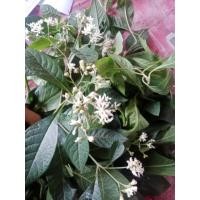 ราคา ใบ หนานเฉาเหว่ย หรือ ใบป่าช้าเหงา ใบเก็บสดขายเป็นกิโล กิโลละ 99 บาท เป็นพืชกลุ่มเดียวกับฟ้าทลายโจร พญายอ (24720190504)