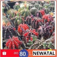 ราคา เมล็ดกระบองเพชร เมล็ดแคคตัส ยิมโนด่าง (586184306)